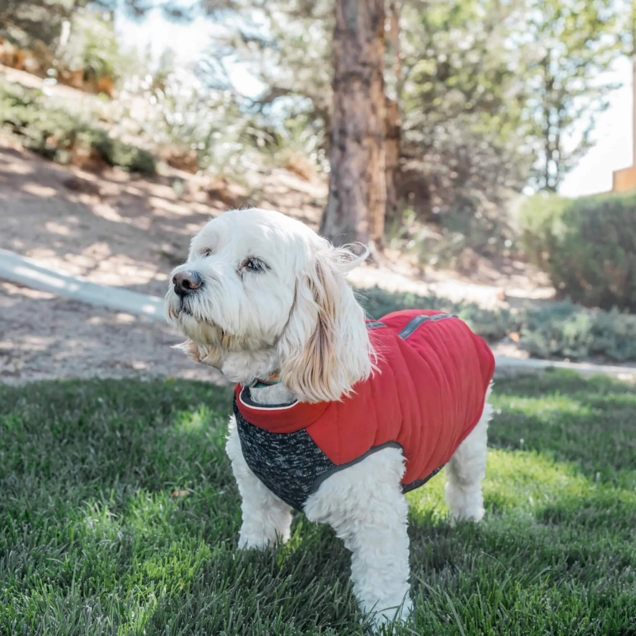 Cheshire Step-In Dog Coat