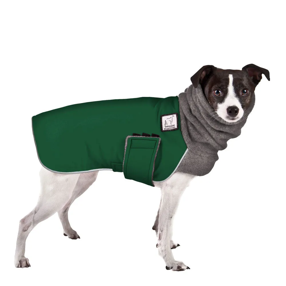 Rat Terrier Winter Coat